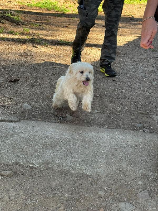 Diego, Un Adorabile Maltese